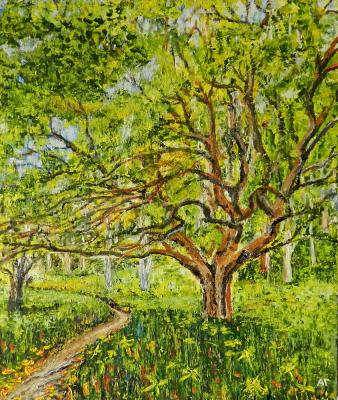 A trail in the forest