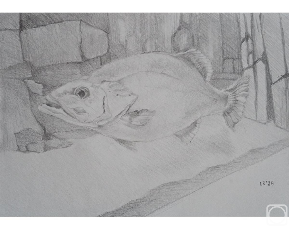 �������. ��������� �������. ��� ��������