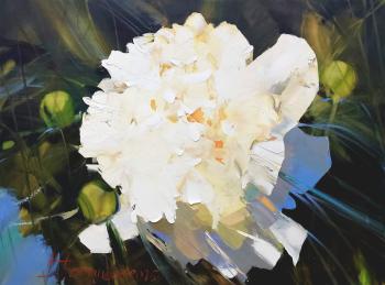 ������� �Amalia Olson�