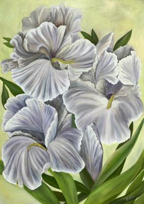 �����. ����������� �����