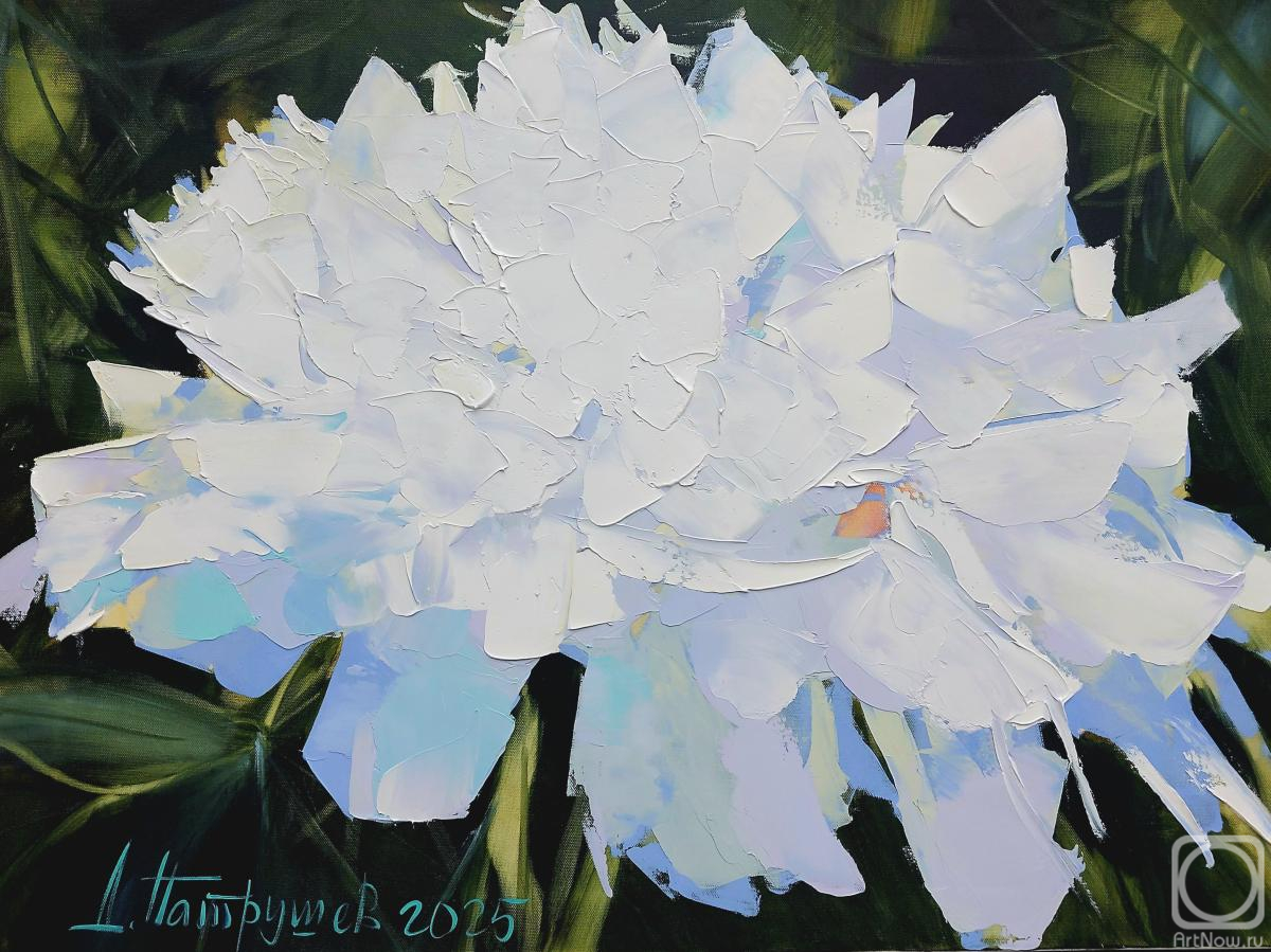 ������� ������ �� ������. �������� �������. Casablanca