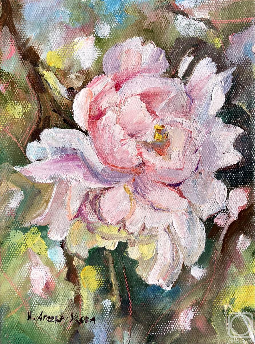 ������� ������ �� ������. ������-����� �����. �����������