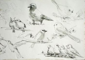 Sketches of birds. Miroshnikov Dmitriy