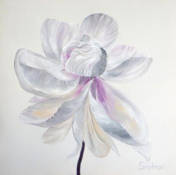 Magnolia. Sophiex Alexander