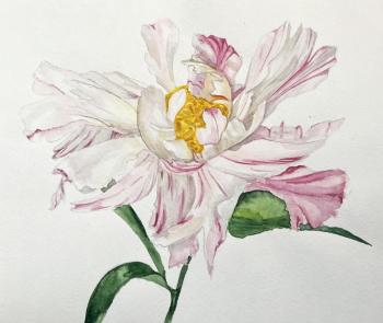 Peony. Deriglazova Tatyana
