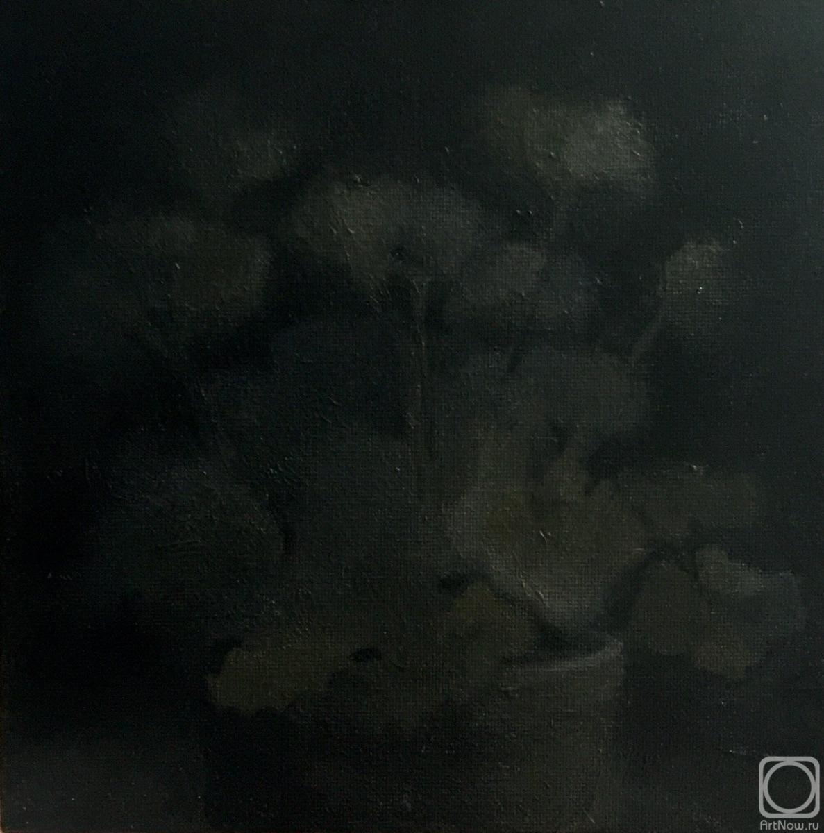 �������. �������� �����. Begonia sur le noir