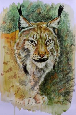 Lynx. Manakyan David