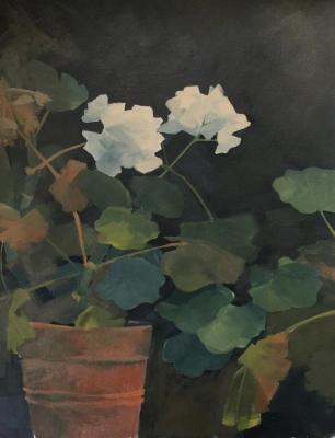 White pelargonium. Smirnova Elena