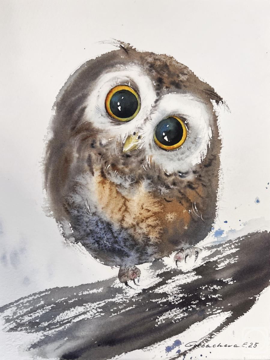 Gorbacheva Evgeniya. Curious Little Owlet