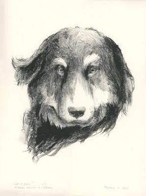 �The Call of the Wild� by Jack London. Shulga Oksana