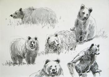 Sketches of bears 2. Miroshnikov Dmitriy