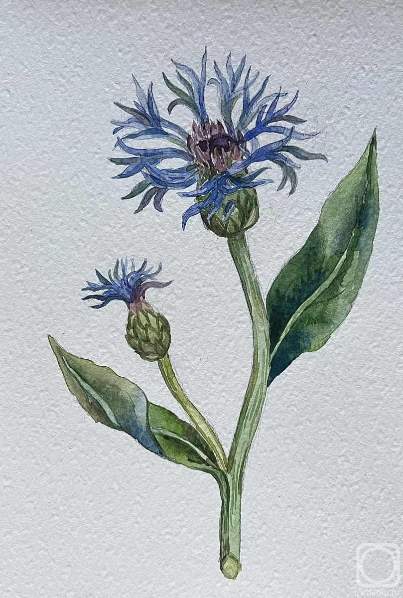 �������. ���������� �������. �������