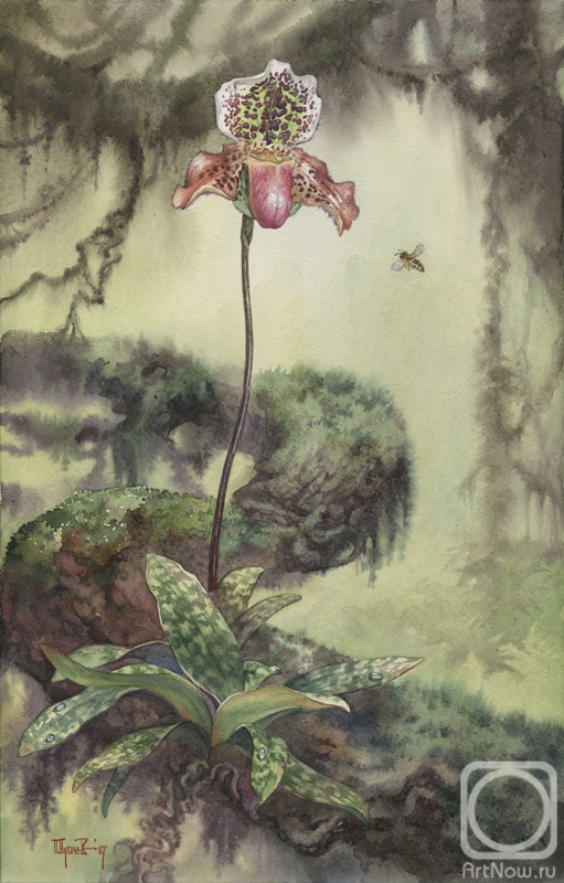 �������. ������� �����. ������� ������������. (Orchidaceae Paphiopedilum Magnetic North ' Lucky Strike')