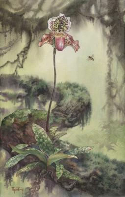 Orchidaceae, Paphiopedilum, �������, ������������, �����, �������, �����, �������, ����, ��������
