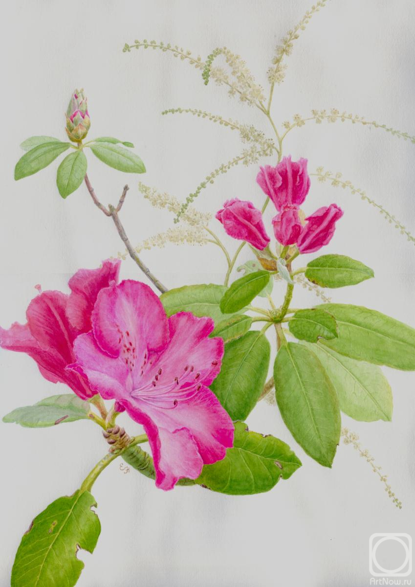 Nikiforova Elena. Untitled