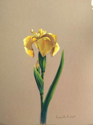 ������� �Ƹ���� ����