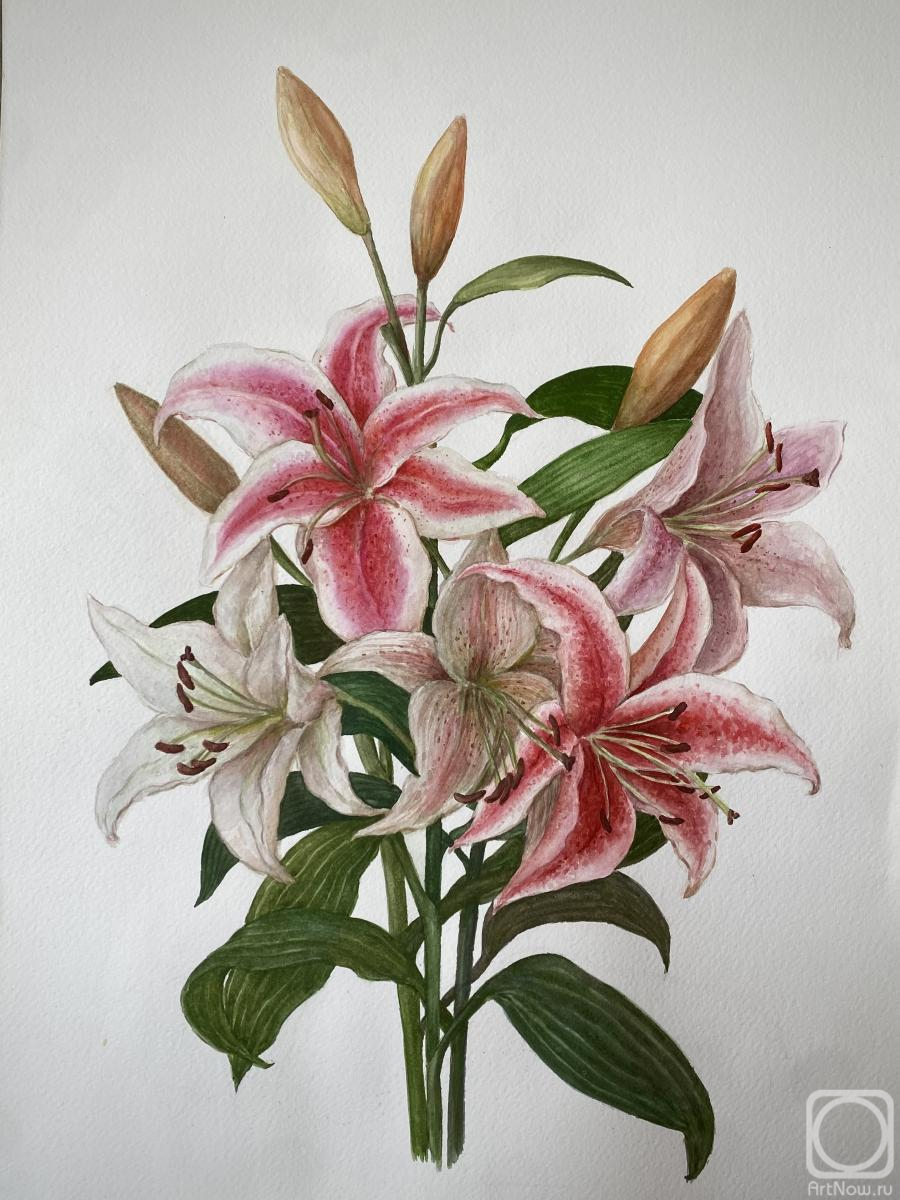 �������. ���������� ���������. �����