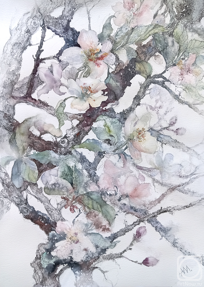 Maliavina Alla. Smell