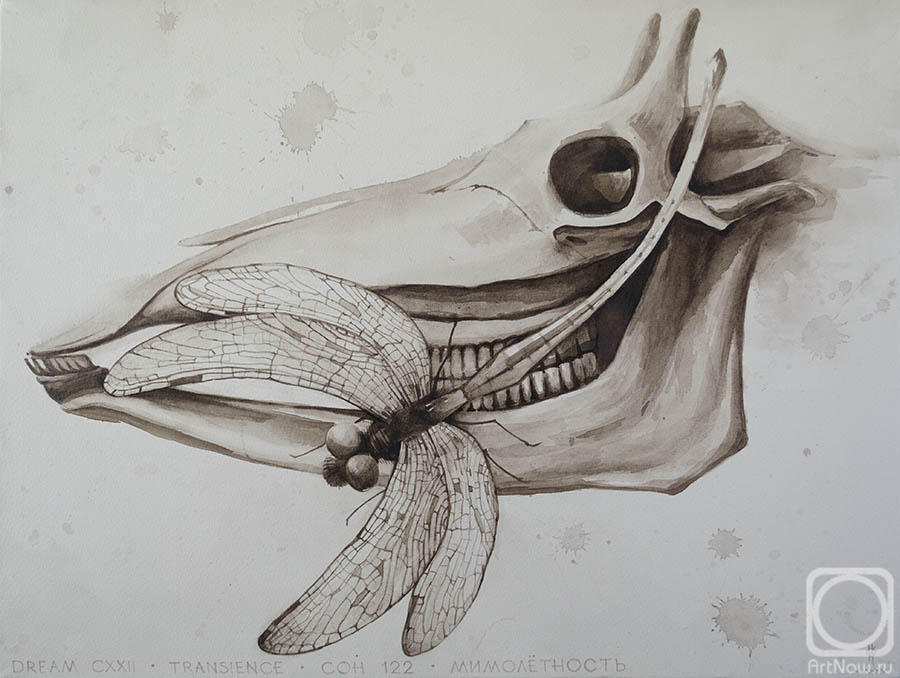 �������. �������� ����. Dream 122. ������������