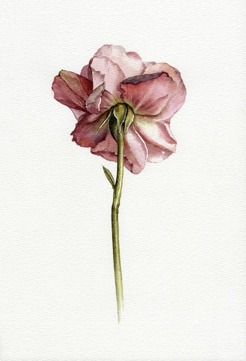 �������. ������ �������. ���� ��������