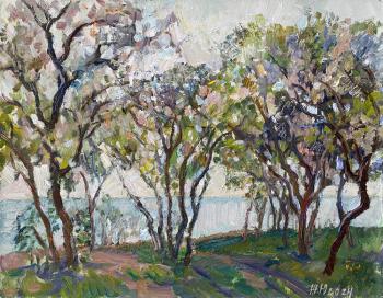 Blooming acacia (Trees In Blossom). Zhukova Juliya