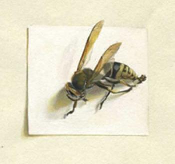 Wasp. Suleymanov Michael