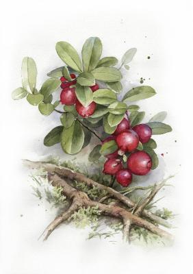 ����� ��������. ������ �������