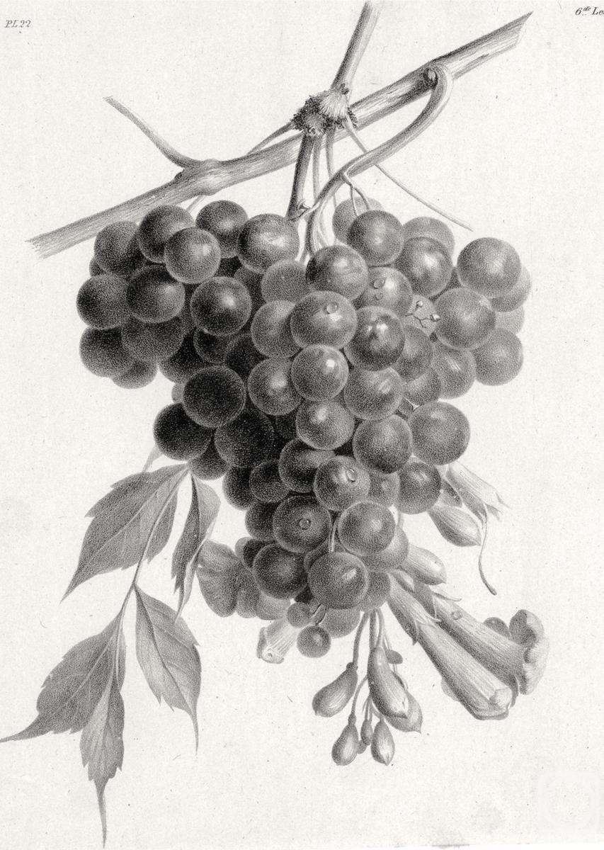 Kolotikhin Mikhail. Bunch of grapes