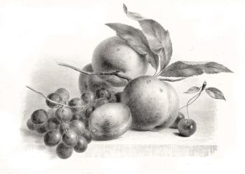Grapes, plum, peaches and cherry. Kolotikhin Mikhail