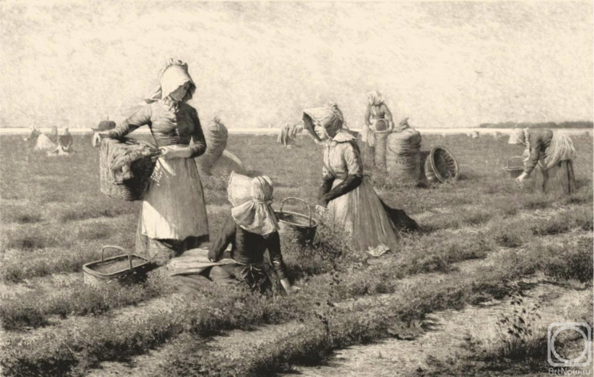 Kolotikhin Mikhail. A moment's rest in a pea field