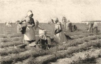 A moment's rest in a pea field