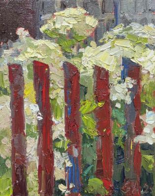 Red Wooden Fence and White Hydrangeas. Golub Anna