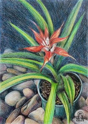 ������� ����������