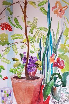 Acacia on the windowsill