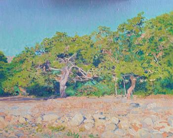 The morning. Pines on the coast