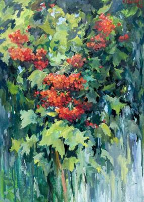 Highbush Cranberry. August. Tsurgan Olesya