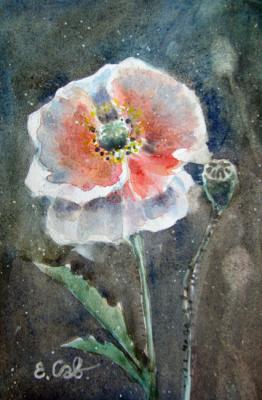 The Space Poppy. Savelyeva Elena