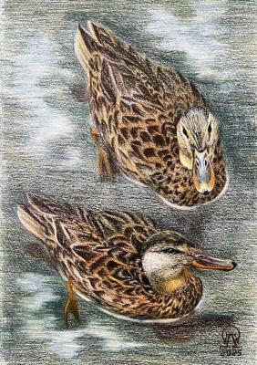 ������� �����