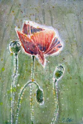 The Humble Poppy. Savelyeva Elena