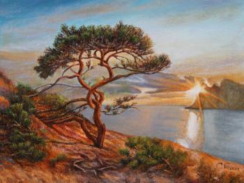 Mountain pines. Evening