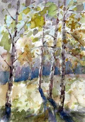 Birch trees in September