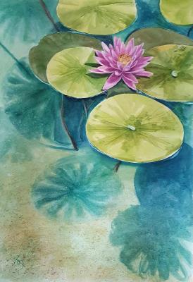 Water lily