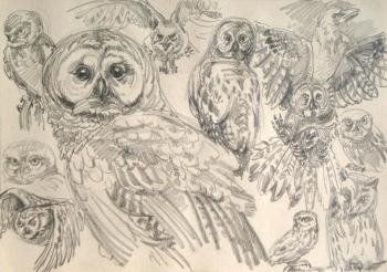 Owls and a white crow