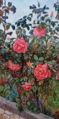 ������� �������� ����