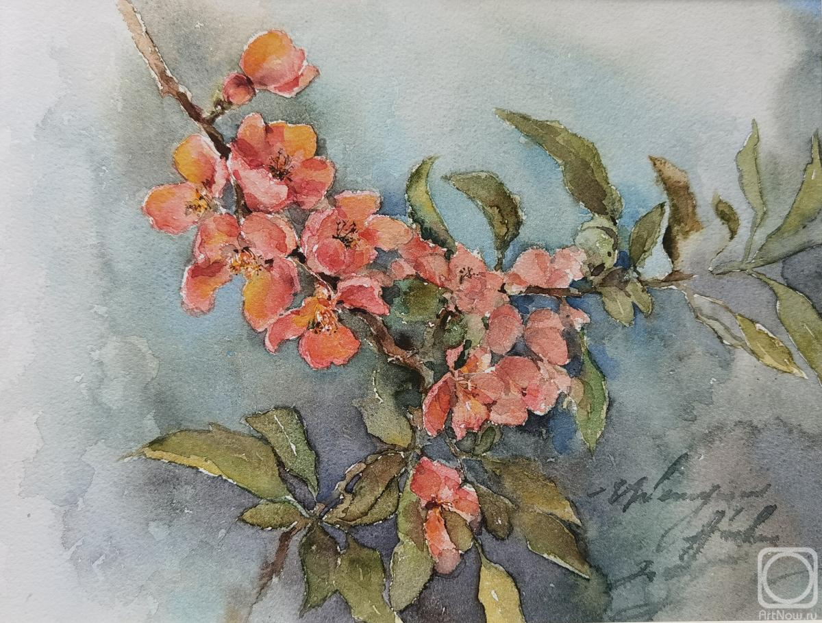 Podzhigaylo Katerina. Blooming quince