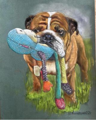 Buldog. Malyutina Yuliya