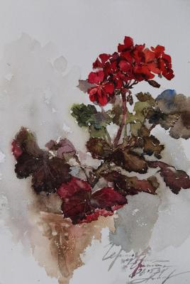 Garnet-colored geranium. Podzhigaylo Katerina