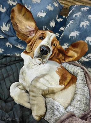 Basset. Malyutina Yuliya