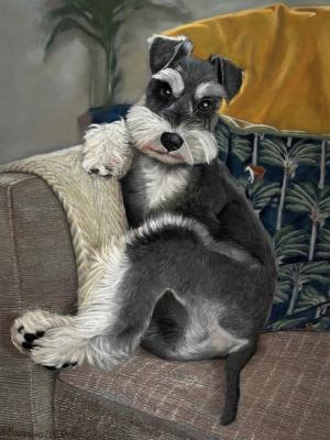 Schnauzer saltand pepper color. Malyutina Yuliya