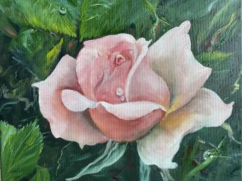 ���� ����� �����